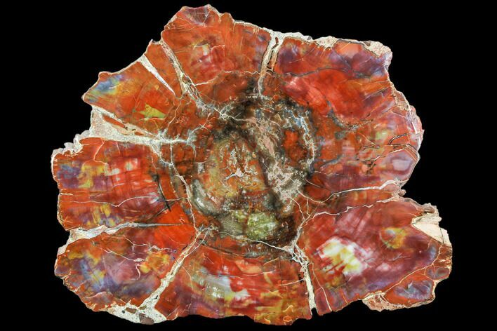 Brilliant Red Petrified Wood (Araucarioxylon) Slab - Arizona #106306